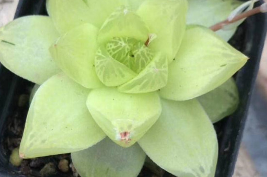 黄金玉露如何繁殖