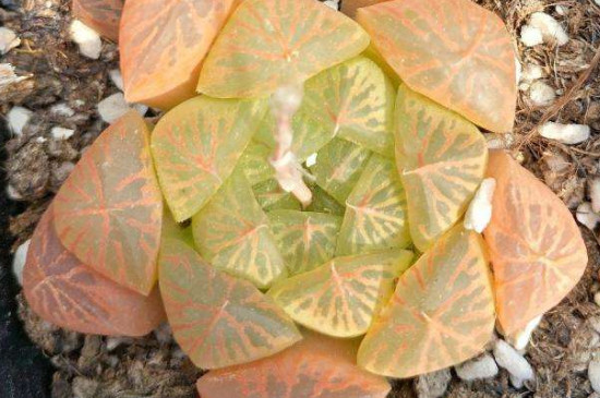 黄金玉露如何繁殖