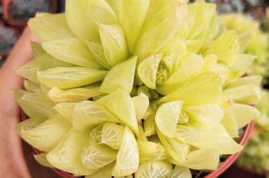 黄金玉露如何繁殖