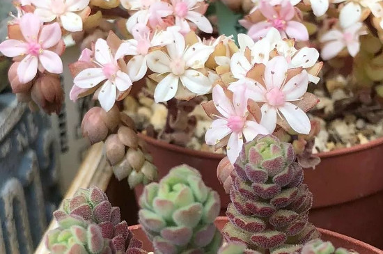 多肉碧玉莲什么时候开花