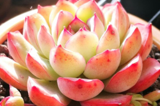 多肉淋雨一天了没事吧