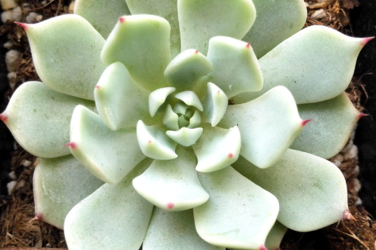 多肉淋雨一天了没事吧