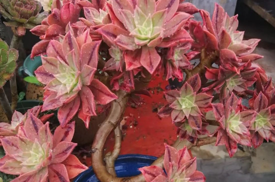 法师一碰就掉新叶子如何回事