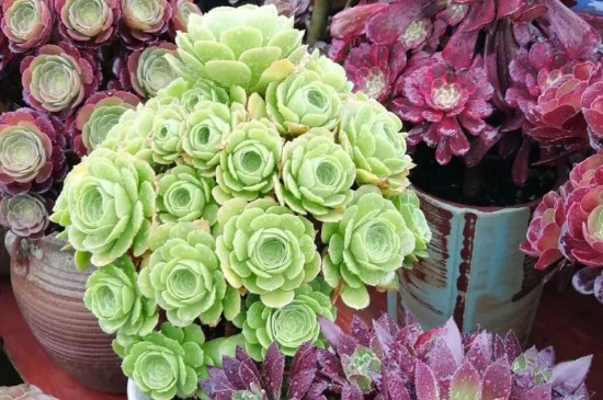 法师一碰就掉新叶子如何回事