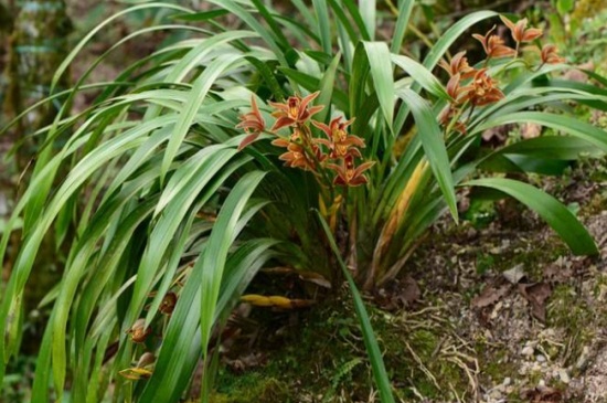 黄蝉兰的繁殖方式，春季分株或播种繁殖