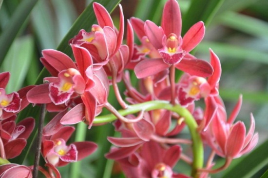 大花蕙兰叶芯进水如何处理，可用棉布纸巾吸取水分