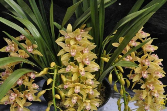 大花蕙兰叶芯进水如何处理，可用棉布纸巾吸取水分