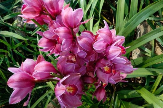 大花蕙兰叶芯进水如何处理，可用棉布纸巾吸取水分