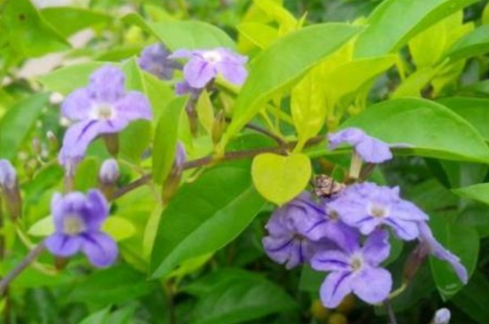 假连翘的常见病虫害，详解常见病虫害治疗办法