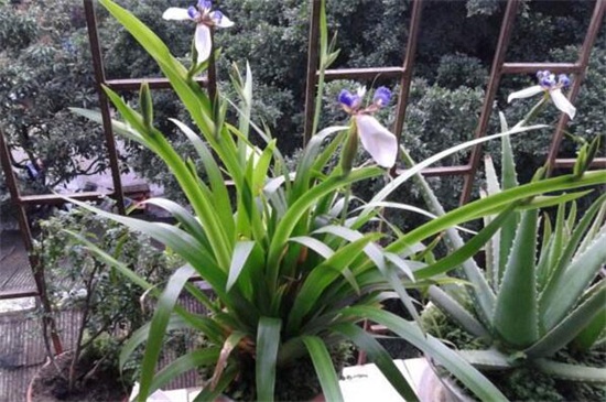 巴西鸢尾春季如何养,光照追肥修剪养护