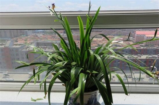 巴西鸢尾春季如何养,光照追肥修剪养护