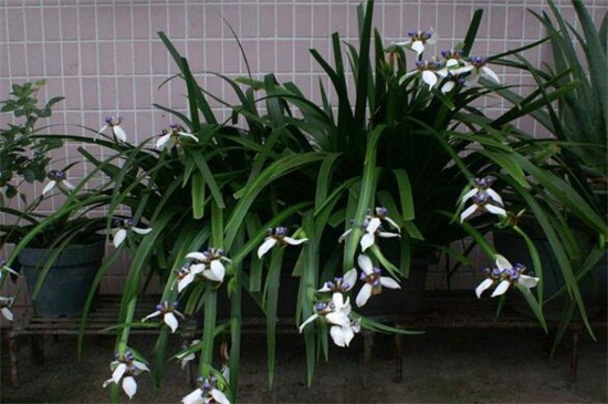 巴西鸢尾春季如何养,光照追肥修剪养护