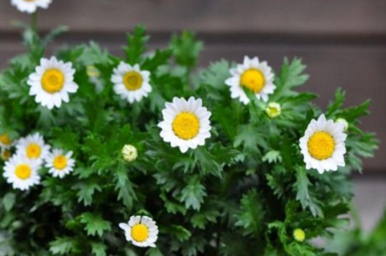 白晶菊冬季养殖的禁忌，详解4大白晶菊养殖禁忌