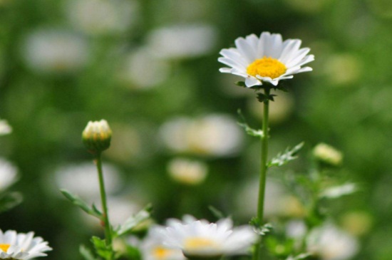 白晶菊冬季养殖的禁忌，详解4大白晶菊养殖禁忌