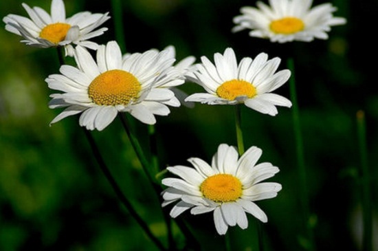 白晶菊冬季养殖的禁忌，详解4大白晶菊养殖禁忌
