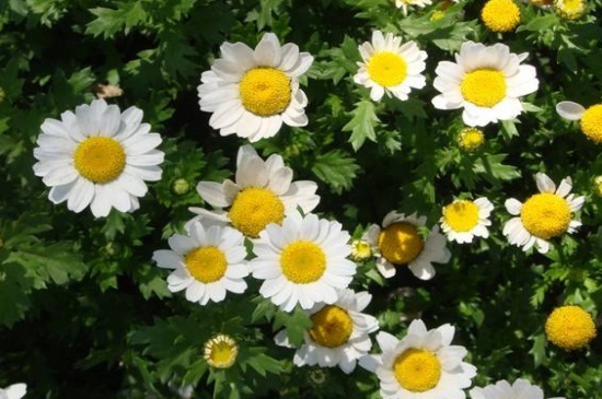 白晶菊冬季养殖的禁忌，详解4大白晶菊养殖禁忌