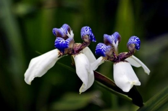 巴西鸢尾的养殖办法和留意事项,湿润环境并半阴养殖