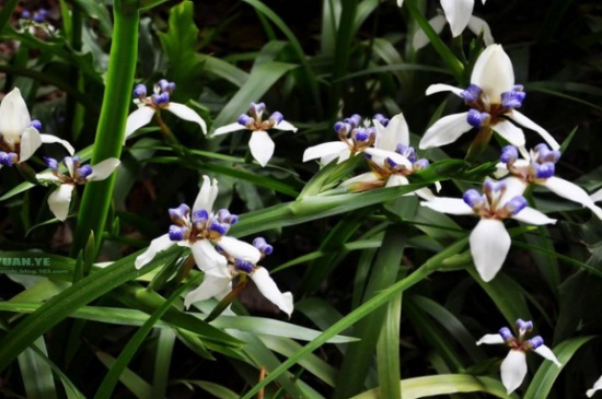 巴西鸢尾的养殖办法和留意事项,湿润环境并半阴养殖