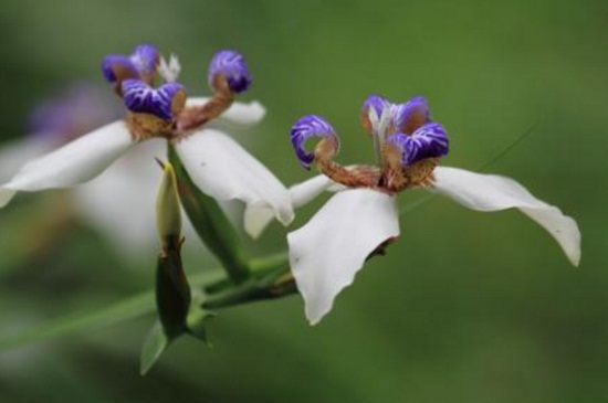 巴西鸢尾的养殖办法和留意事项,湿润环境并半阴养殖