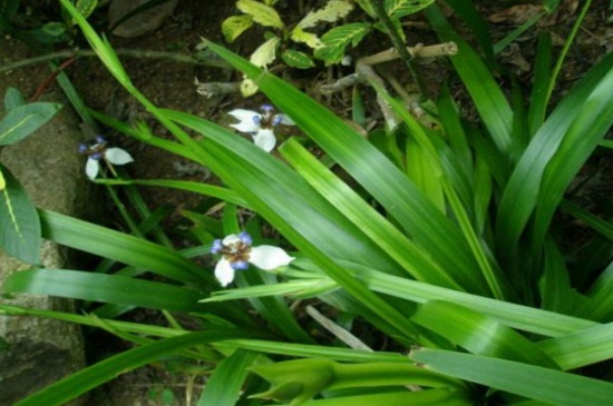 巴西鸢尾的养殖办法和留意事项,湿润环境并半阴养殖
