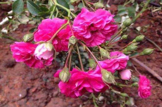 红木香栽培管理办法，补光控温以及春季修剪