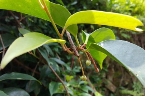 红木香栽培管理办法，补光控温以及春季修剪