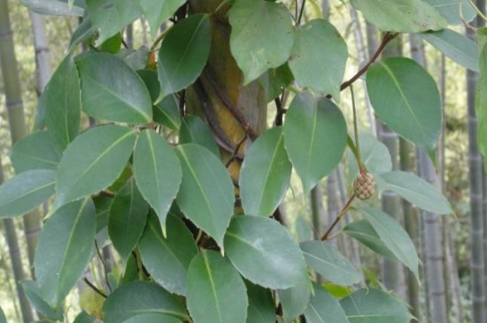 红木香栽培管理办法，补光控温以及春季修剪