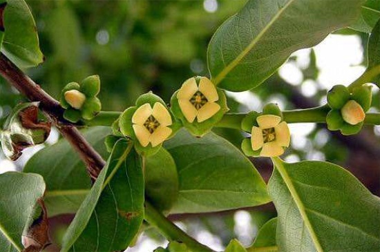 红木香栽培管理办法，补光控温以及春季修剪