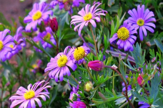 姬小菊冬季要修剪吗，需要修剪可促进花芽分化