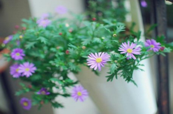 姬小菊冬季要修剪吗，需要修剪可促进花芽分化