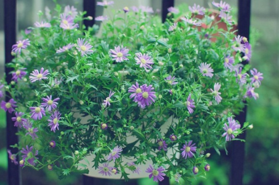 姬小菊冬季要修剪吗，需要修剪可促进花芽分化