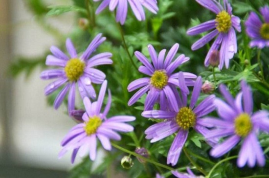 姬小菊的养殖办法，花期施肥并湿润养殖