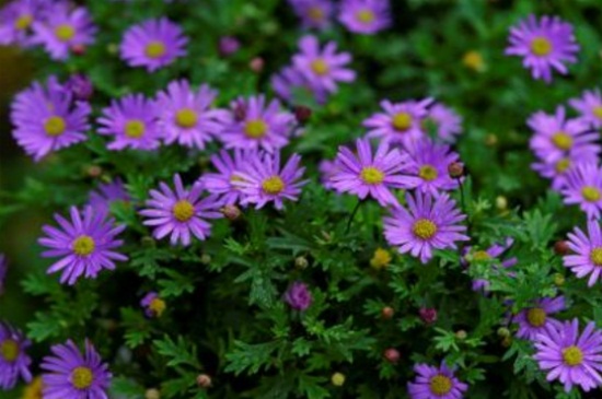 姬小菊的养殖办法，花期施肥并湿润养殖