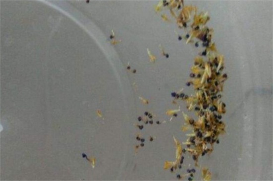 姬小菊如何播种,姬小菊播种技巧