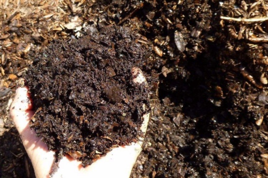 姬小菊如何播种,姬小菊播种技巧