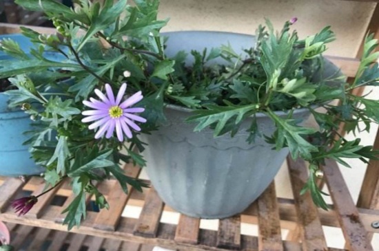 姬小菊如何播种,姬小菊播种技巧