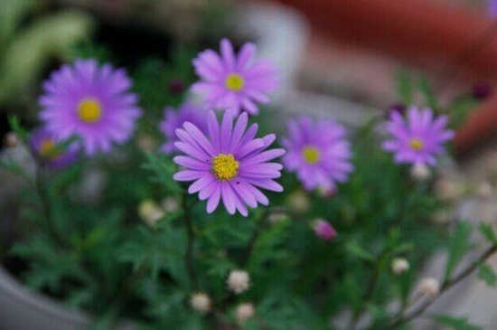 姬小菊如何播种,姬小菊播种技巧