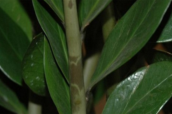 雪铁芋如何扦插，4个步骤扦插雪铁芋