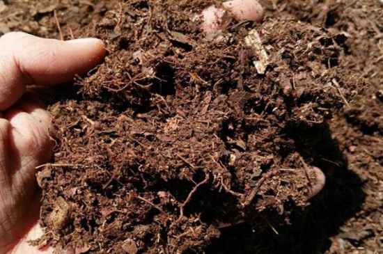 雪铁芋如何扦插，4个步骤扦插雪铁芋