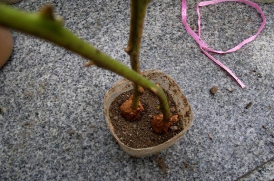 雪铁芋如何扦插，4个步骤扦插雪铁芋