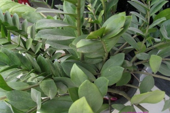 雪铁芋如何扦插，4个步骤扦插雪铁芋