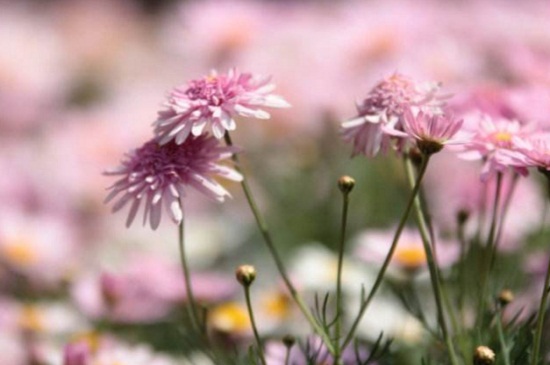 花期最长的花排名,4种花期最长的花