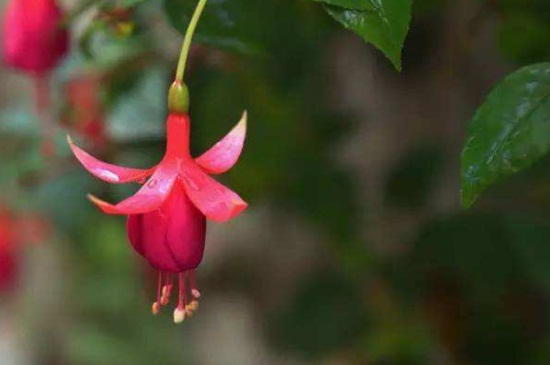 花期最长的花排名,4种花期最长的花