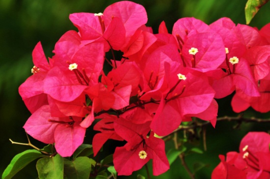 花期最长的花排名,4种花期最长的花