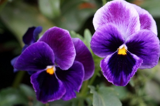 花期最长的花排名,4种花期最长的花