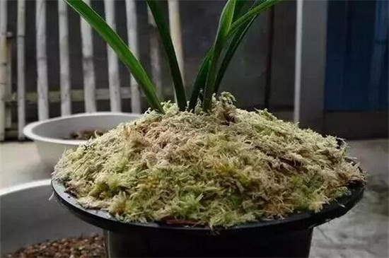 木屑养花全死的原因,添加过多腐烂根须导致