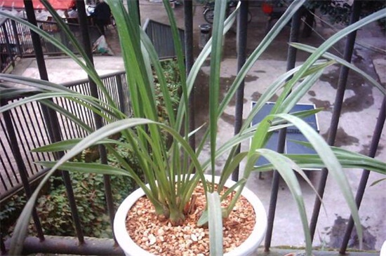 木屑养花全死的原因,添加过多腐烂根须导致