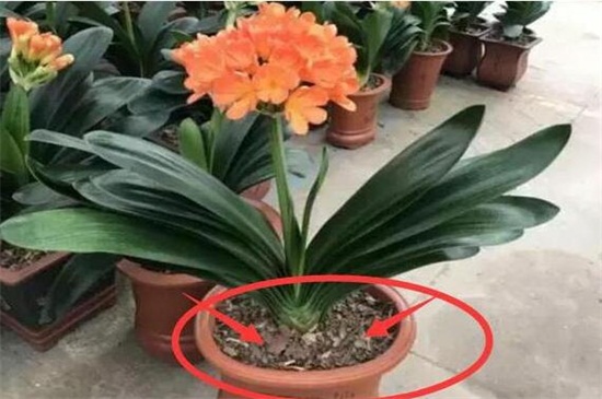 木屑养花全死的原因,添加过多腐烂根须导致