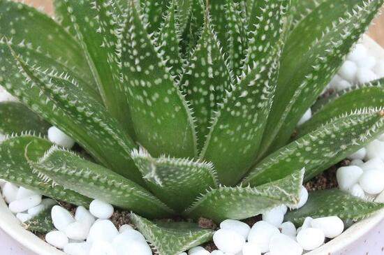 波露的扦插办法,透气土壤固定枝条