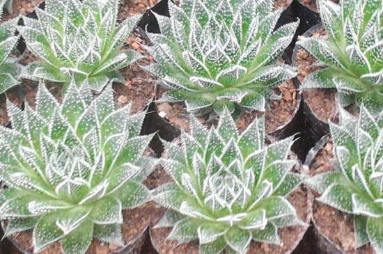 波露的扦插办法,透气土壤固定枝条